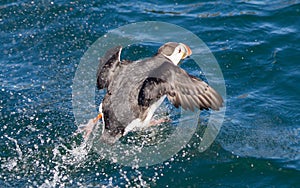 Atlantic Puffin (Fratercula arctica) flying low above water