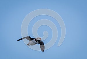 Atlantic Puffin Fratercula arctica flys through the air with a beakful of silver fish