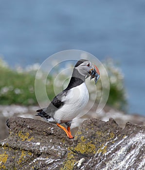 Atlantic Puffin Fratercula arctica at isle of May,Scotland