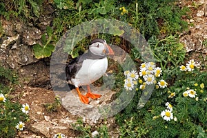 Atlantic Puffin - Fratercula arctica by its nest.