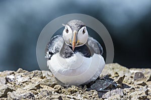 Atlantic puffin, Fratercula arctica, looking at camera