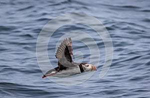 Atlantic Puffin flies over water off the coast of Maine