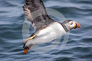 Atlantic Puffin Fratercula arctica flies over water off the coast of Maine