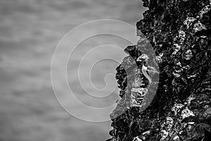 Atlantic Puffin, fratercula arctica, perched on a rock