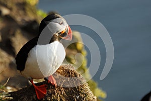 Atlantic puffin Fratercula arctica in Raudinupur, Iceland