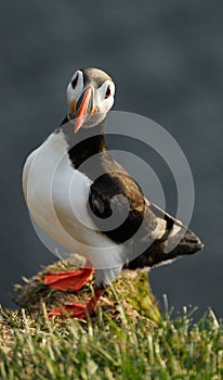 Atlantic puffin Fratercula arctica in Raudinupur, Iceland photo