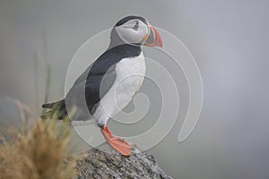 Atlantic puffin (Fratercula arctica), on the rock on the island of Runde (Norway