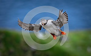 Atlantic puffin (Fratercula arctica), on the rock on the island of Runde (Norway