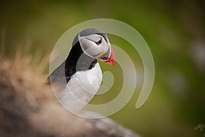 Atlantic puffin (Fratercula arctica), on the rock on the island of Runde (Norway