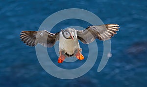 Atlantic puffin (Fratercula arctica), on the rock on the island of Runde (Norway