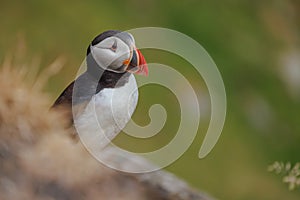 Atlantic puffin (Fratercula arctica), on the rock on the island of Runde (Norway