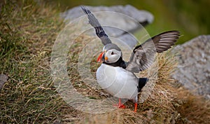 Atlantic puffin (Fratercula arctica), on the rock on the island of Runde (Norway