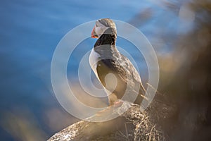 Atlantic puffin (Fratercula arctica), on the rock on the island of Runde (Norway