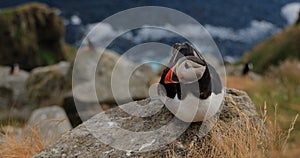 Atlantic puffin (Fratercula arctica), on the rock on the island of Runde (Norway