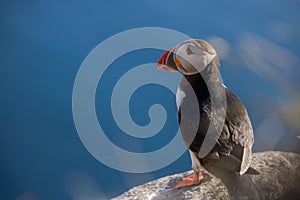 Atlantic puffin (Fratercula arctica), on the rock on the island of Runde (Norway