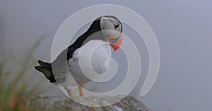 Atlantic puffin (Fratercula arctica), on the rock on the island of Runde (Norway