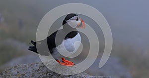 Atlantic puffin (Fratercula arctica), on the rock on the island of Runde (Norway