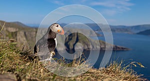 Atlantic puffin (Fratercula arctica), on the rock on the island of Runde (Norway