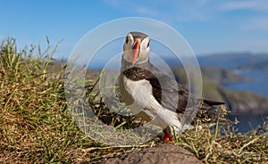 Atlantic puffin (Fratercula arctica), on the rock on the island of Runde (Norway