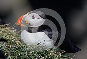 Puffin Profile