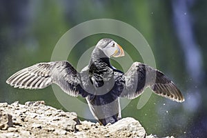 Atlantic puffin, Fratercula arctica spreading his wings on cliff