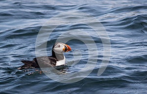 Atlantic Puffin,Fratercula arctica, in water off the coast of Maine, selective focus