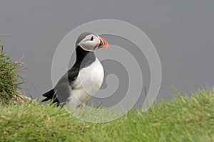 Atlantic Puffin (Fratercula Artica)