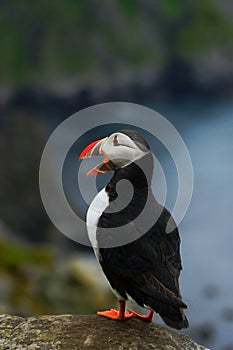 Atlantic Puffin, Fratercula artica, Arctic black and white cute bird with red bill sitting on the rock, nature habitat, Iceland.