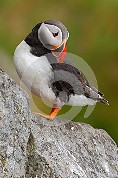 Atlantic Puffin, Fratercula artica, Arctic black and white cute bird with red bill sitting on the rock, nature habitat, Iceland.