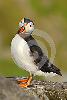 Atlantic Puffin, Fratercula artica, Arctic black and white cute bird with red bill sitting on the rock, nature habitat, Iceland. photo