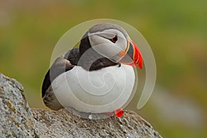 Atlantic Puffin, Fratercula artica, artic bird sitting on the rock, nature habitat, Runde island, Norway