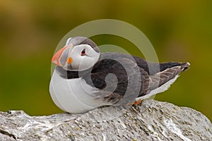 Atlantic Puffin, Fratercula artica, artic bird sitting on the rock, nature habitat, Sweden