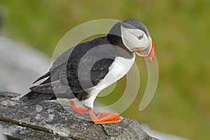 Atlantic Puffin, Fratercula artica, artic black and white cute bird with red bill sitting on the rock, nature habitat, Iceland