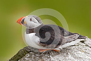 Atlantic Puffin, Fratercula artica, artic black and white cute bird with red bill sitting on the rock, nature habitat, Iceland. Wi