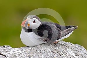 Atlantic Puffin, Fratercula artica, artic black and white cute bird with red bill sitting on the rock, nature habitat, Iceland. Wi