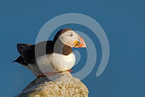 Atlantic Puffin, Fratercula artica, artic black and white cute bird with red bill sitting on the rock, nature habitat, Iceland. Wi