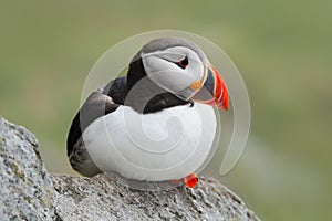 Atlantic Puffin, Fratercula artica, artic black and white cute bird with red bill sitting on the rock, nature habitat, Iceland. Wi photo