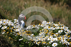 Atlantic puffin in front of nest entrance