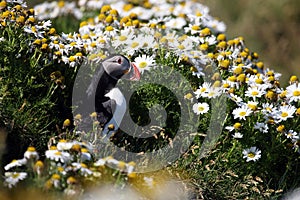 Atlantic puffin in front of nest entrance, Iceland