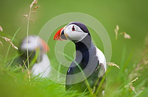Atlantic puffin in grass, Iceland