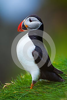 Atlantic puffin in grass, Iceland