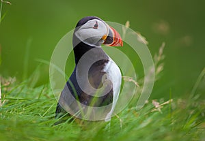 Atlantic puffin in grass, Iceland