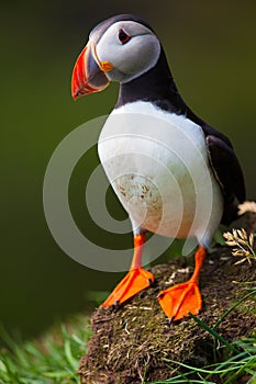 Atlantic puffin in grass, Iceland