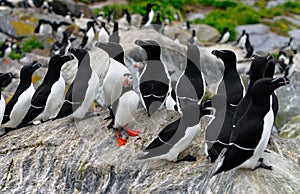 Atlantic Puffin and a group of Razorbills