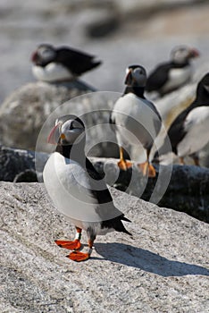 Atlantic Puffin Guarding Territory on Maine Island