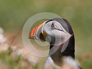 Atlantic Puffin head portrait