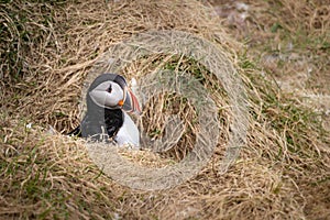 Atlantic puffin in his lair, at fjord in east Iceland.