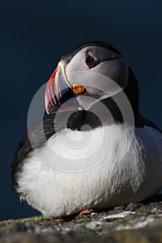 Atlantic puffin, Iceland