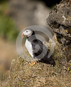 Atlantic puffin, Iceland