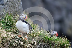 Atlantic puffin in Iceland